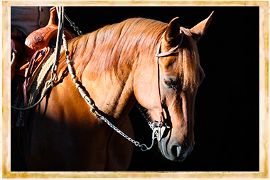 ranch horse